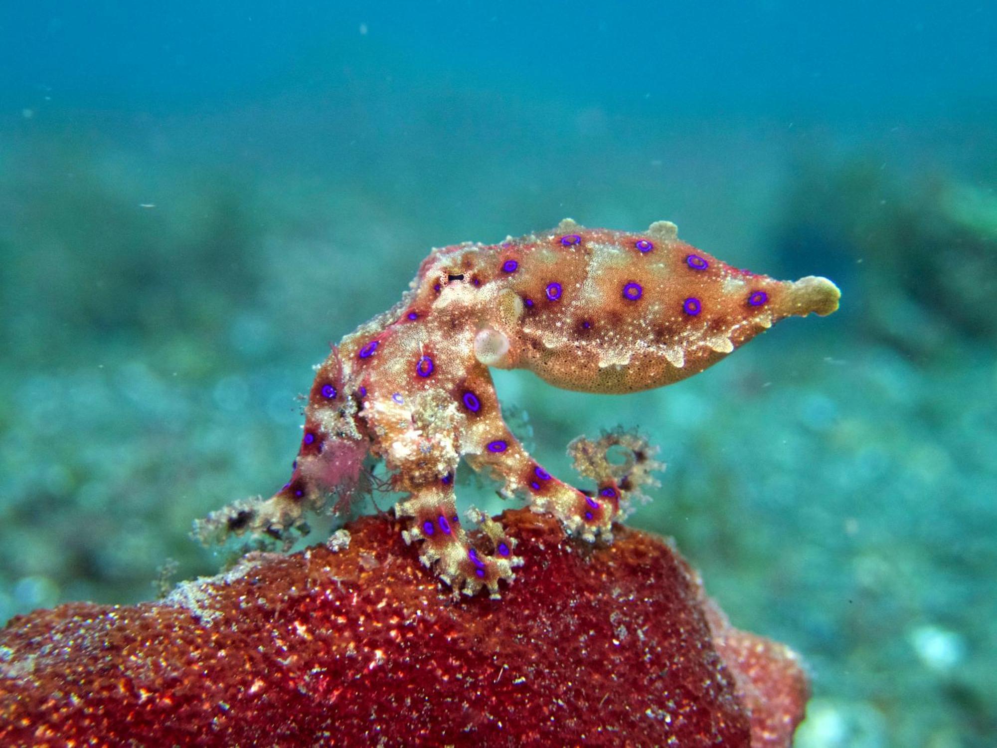 Cocotinos Lembeh A Boutique Dive Lodge Bitung Eksteriør billede