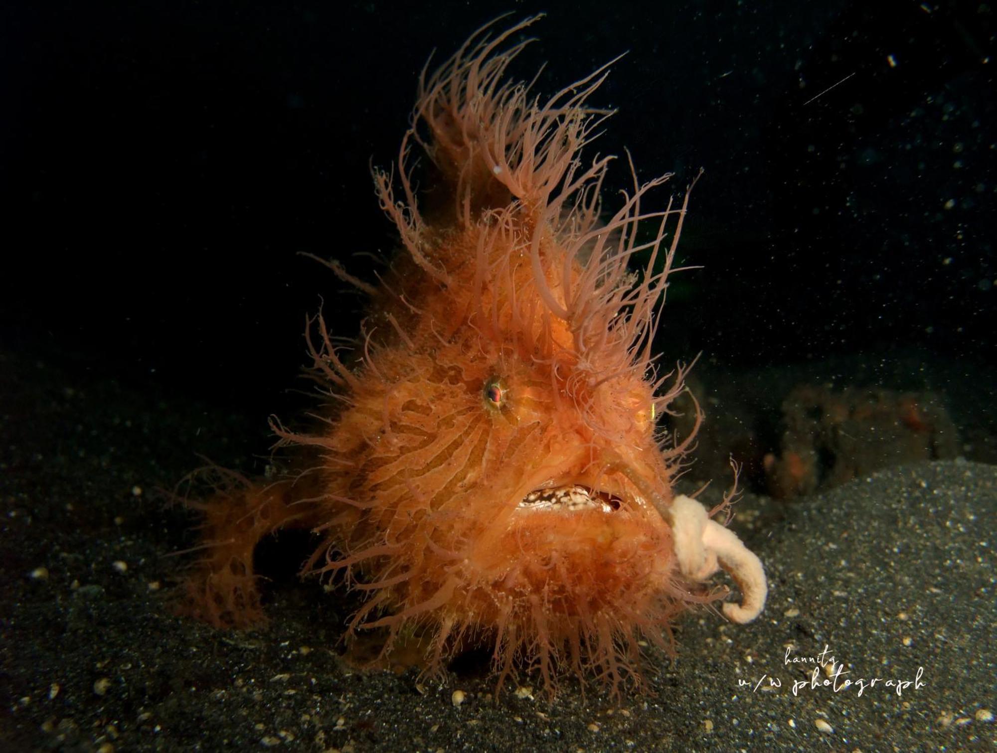 Cocotinos Lembeh A Boutique Dive Lodge Bitung Eksteriør billede