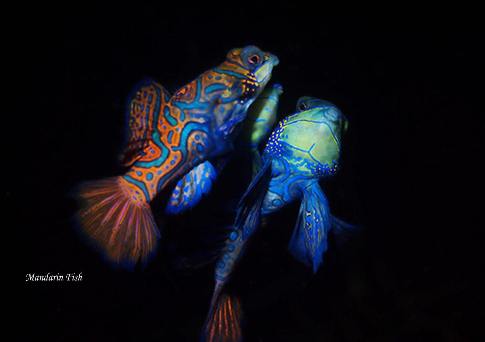Cocotinos Lembeh A Boutique Dive Lodge Bitung Eksteriør billede