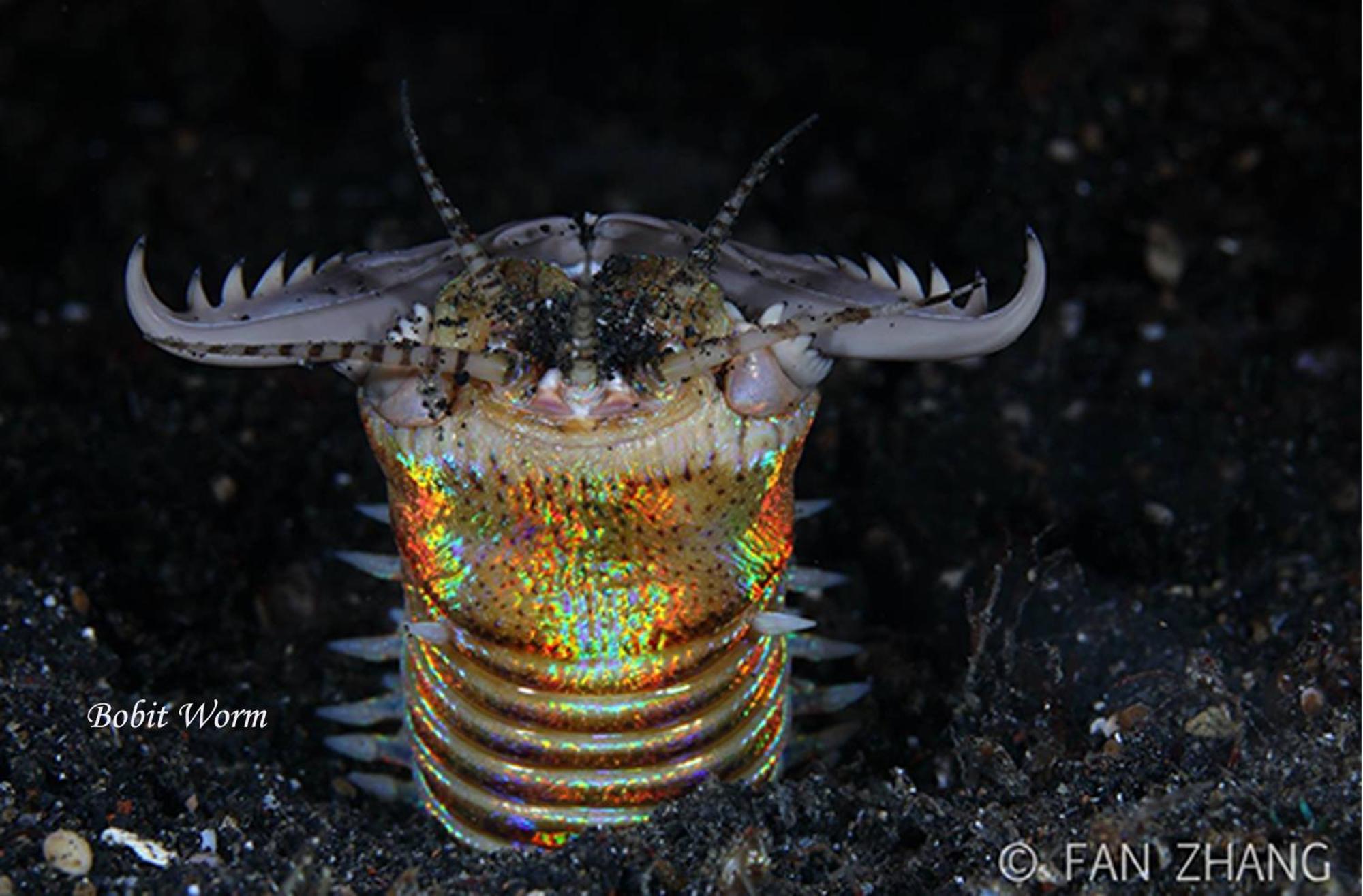 Cocotinos Lembeh A Boutique Dive Lodge Bitung Eksteriør billede